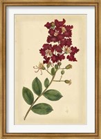 Framed Floral Varieties II