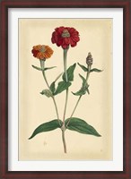 Framed Floral Varieties III