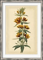 Framed Floral Varieties IV