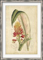 Framed Tropical Blooms II