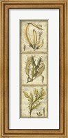 Framed Exotic Seaweed Panel I