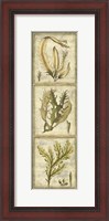 Framed Exotic Seaweed Panel I