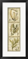 Framed Exotic Seaweed Panel I