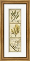 Framed Exotic Seaweed Panel II