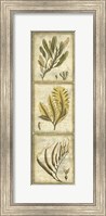 Framed Exotic Seaweed Panel II