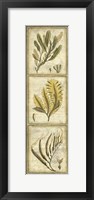 Exotic Seaweed Panel II Framed Print