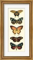 Framed Butterfly Collector V