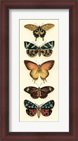 Framed Butterfly Collector V