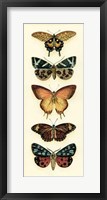 Framed Butterfly Collector V