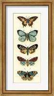 Framed Butterfly Collector VI