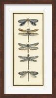 Framed Dragonfly Collector I