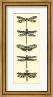 Framed Dragonfly Collector II