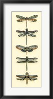 Dragonfly Collector II Framed Print