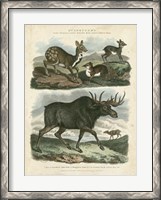 Framed Deer & Moose