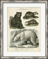 Framed Brown Bear & Polar Bear