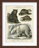 Framed Brown Bear & Polar Bear
