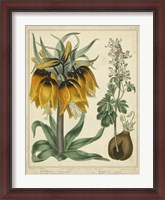 Framed Golden Crown Imperial