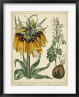 Framed Golden Crown Imperial