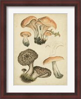 Framed Antique Mushrooms I