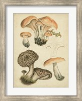 Framed Antique Mushrooms I