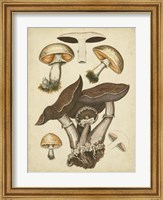 Framed Antique Mushrooms II