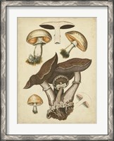 Framed Antique Mushrooms II