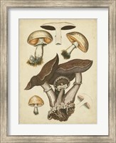 Framed Antique Mushrooms II