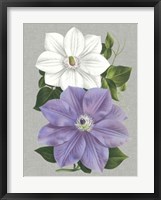 Clematis Blooms I Framed Print