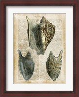 Framed Antiquarian Seashells I