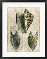 Framed Antiquarian Seashells I