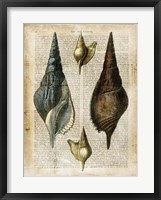 Framed Antiquarian Seashells II