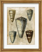 Framed Antiquarian Seashells IV