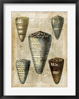 Framed Antiquarian Seashells IV