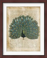 Framed Antiquarian Birds V