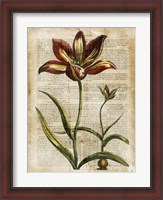 Framed Antiquarian Tulips I