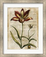 Framed Antiquarian Tulips I
