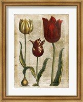 Framed Antiquarian Tulips II