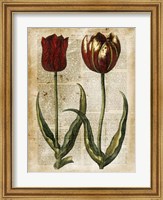 Framed Antiquarian Tulips IV