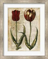Framed Antiquarian Tulips IV