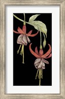 Framed Graphic Fuchsia VI