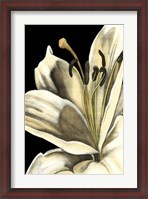 Framed Graphic Lily III