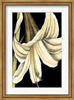 Framed Graphic Lily IV