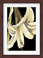 Framed Graphic Lily IV