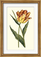 Framed Vintage Tulips I