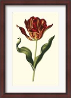 Framed Vintage Tulips II