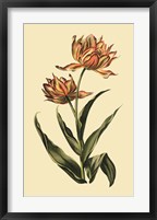 Framed Vintage Tulips III