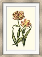 Framed Vintage Tulips IV