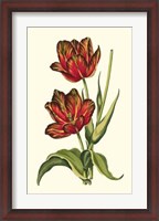 Framed Vintage Tulips V