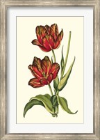 Framed Vintage Tulips V