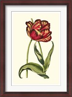 Framed Vintage Tulips VI